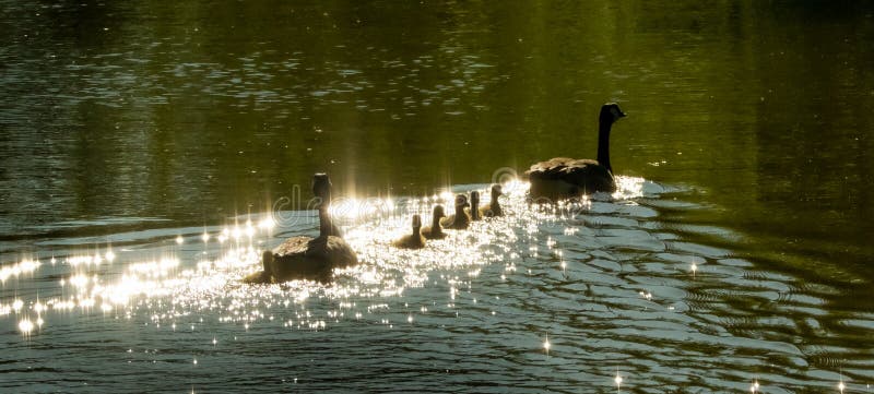 A Family of Geese Swimming Together in Early Morning Sunrise royalty free stock image