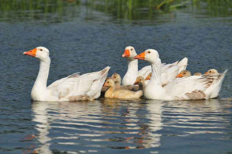 Family of geese on the water