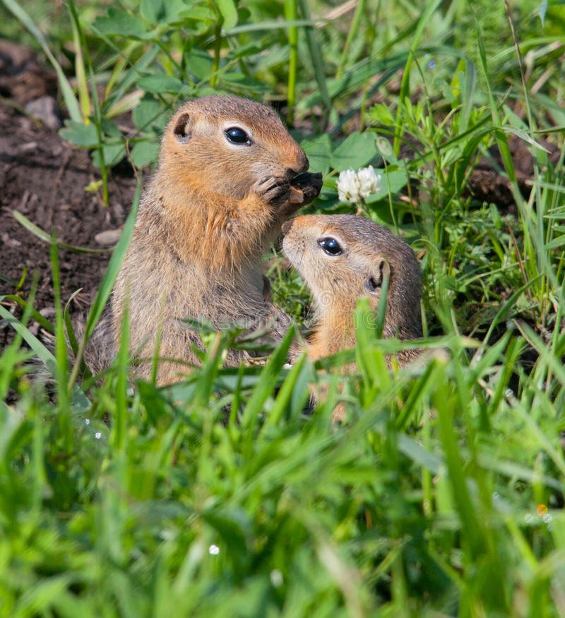 Family gophers on the green grass