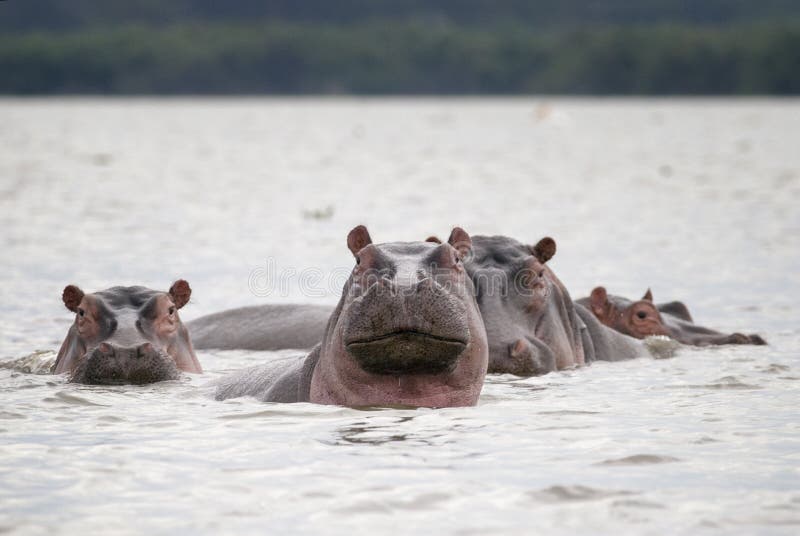 A family of hippos in the lake water, Kenya