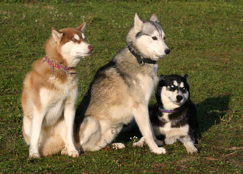 Family husky dogs stock image. Image of mammal, animal 1876211