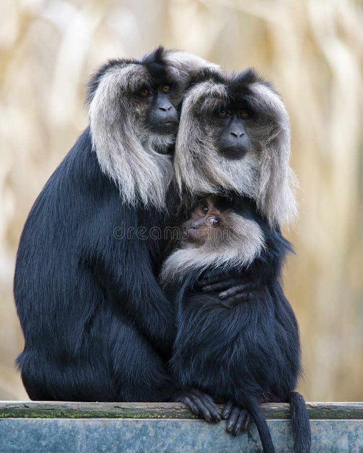 Family of Lion-tailed macaque Macaca silenus, or wanderoo, sitting on a tree watching different directions.