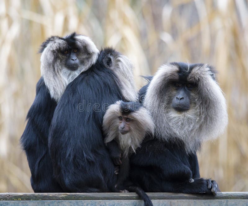 Family of Lion-tailed macaque Macaca silenus, or wanderoo, sitting on a tree watching different directions. ZOO in Pilsen, Czech Republic stock photo Family of Lion-tailed macaque Macaca silenus, or wanderoo, sitting on a tree watching different directions. ZOO in Pilsen, Czech Republic stock photo