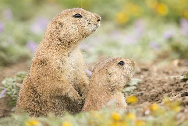 Family lookout for danger by prairie dogs