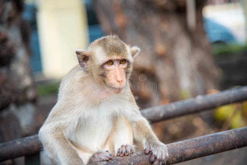 Family of Macaca fascicularis Long-tailed macaque, Crab-eating