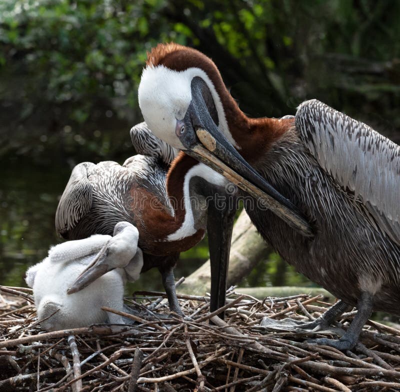 Baby Pelicans (Complete Guide with Pictures)