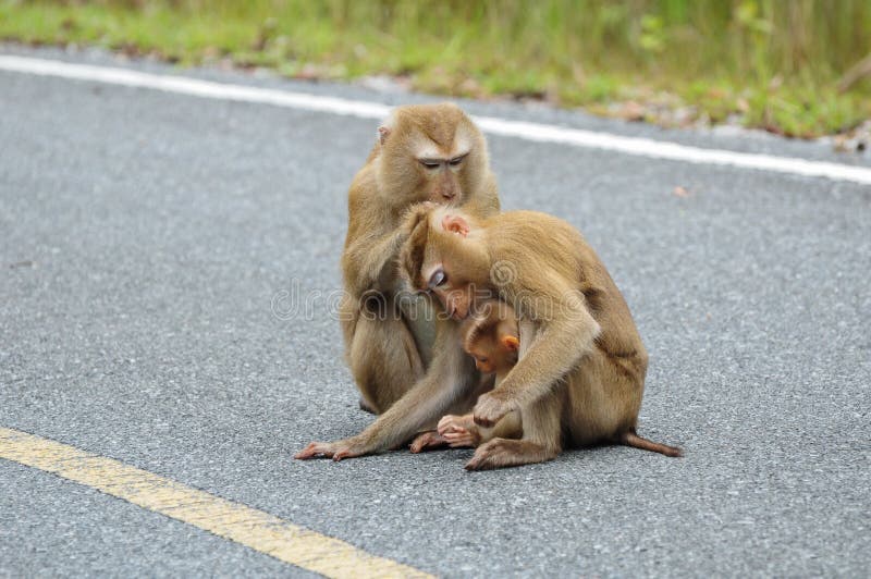 Family of Monkey