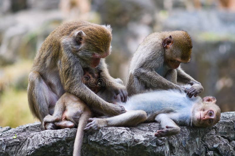 Family of monkeys