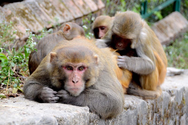 Family of monkeys in Nepal stock photography Family of monkeys in Nepal stock photography