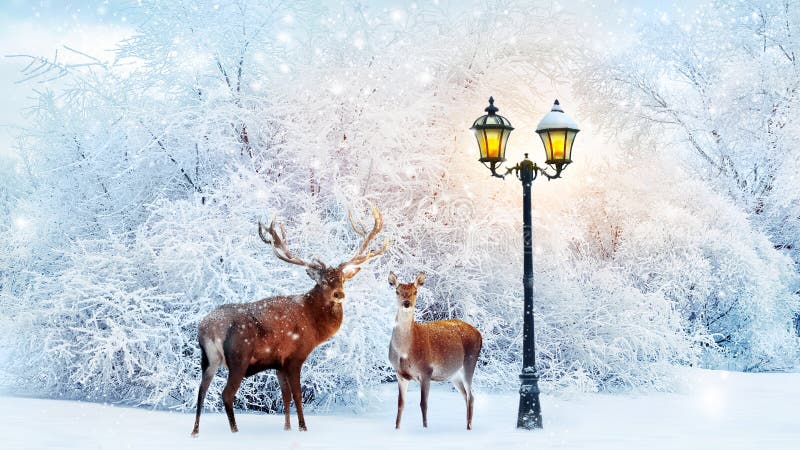 Family of noble deer in a fabulous Christmas forest on a background of snowy trees and a lantern. Composite image. stock images