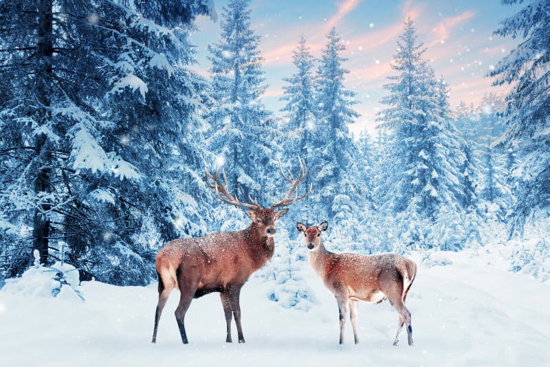 Family of noble deer in a snowy winter forest at sunset. Christmas fantasy image in blue and white color. Pink clouds.