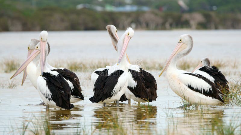 Family of Pelicans