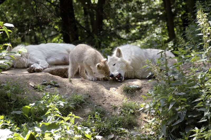 Family of polar wolves (canis lupus tundrorum).