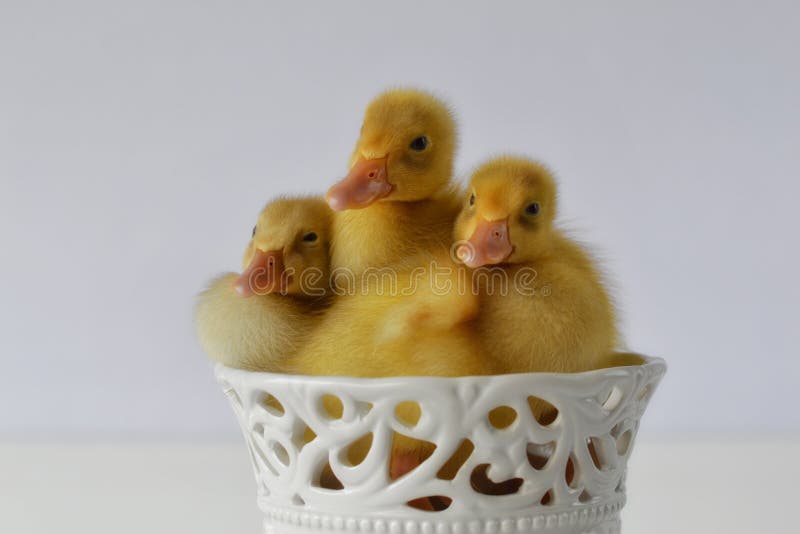 Three Ducklings in a Basket Stock Photo - Image of eggs, holiday: 39236434