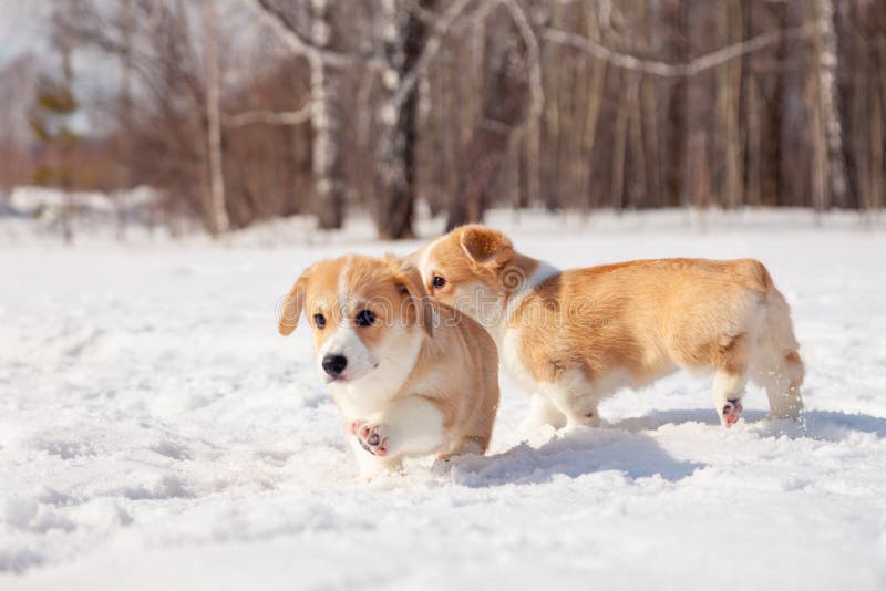 Family of red many breed welsh corgi pembroke puppy family walk outdoor, run, having fun in white snow park, winter forest.