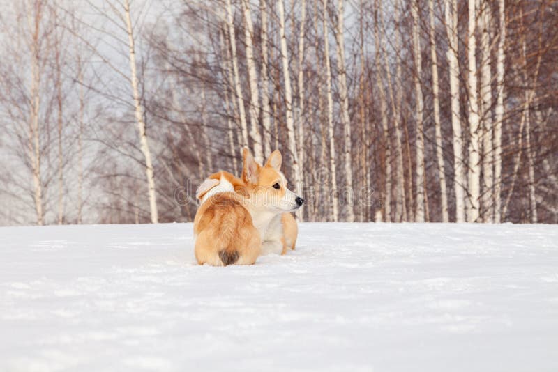 Family of red many breed welsh corgi pembroke puppy family walk outdoor, run, having fun in white snow park, winter forest.