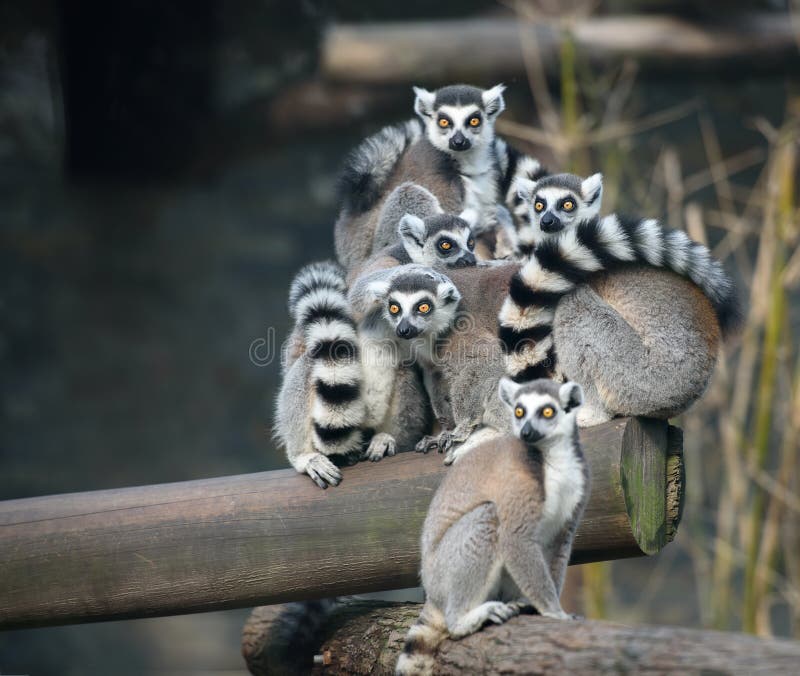 Family of ring-tailed lemurs