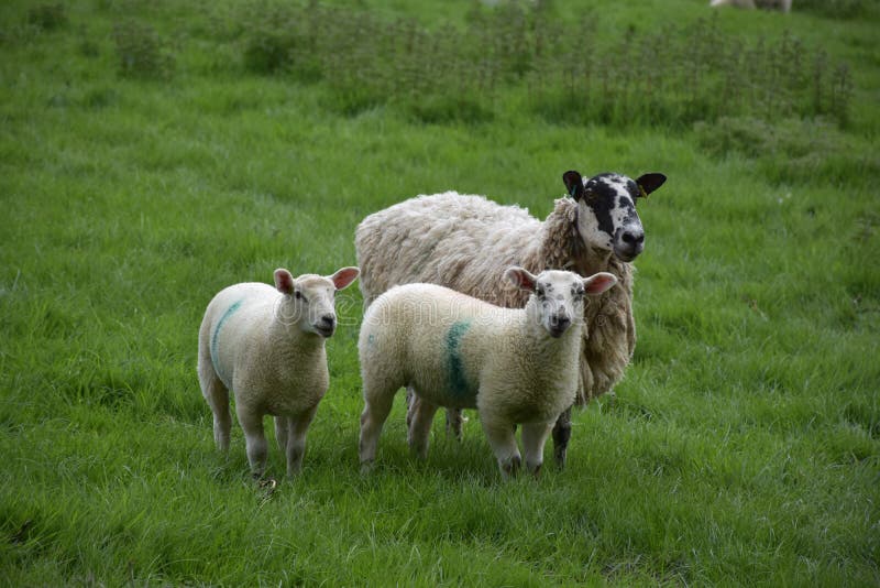 Family of Sheep with Two Lambs in a Field Stock Image Image of grass