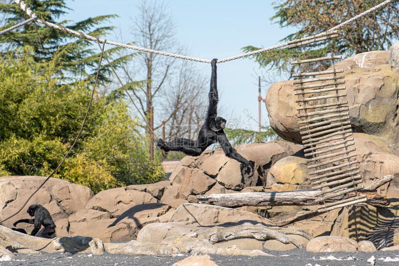 Family of siamangs, arboreal, black-furred gibbons native to the forests of Indonesia, Malaysia, and Thailand playing with a rope in a zoo or national park