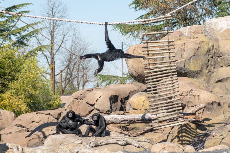 Family of siamangs, arboreal, black-furred gibbons native to the forests of Indonesia, Malaysia, and Thailand playing with a rope in a zoo or national park