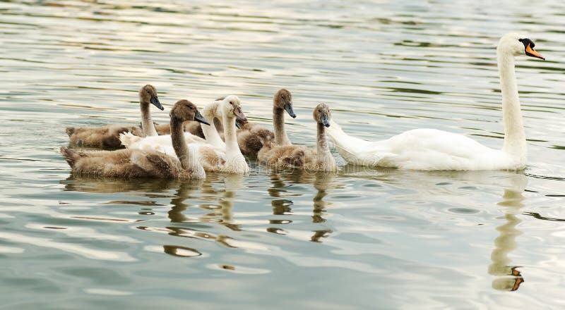 Family swan