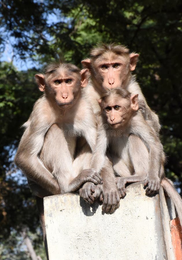 A family of three monkeys stock image. Image of green - 186386919 A family of three monkeys stock image. Image of green - 186386919
