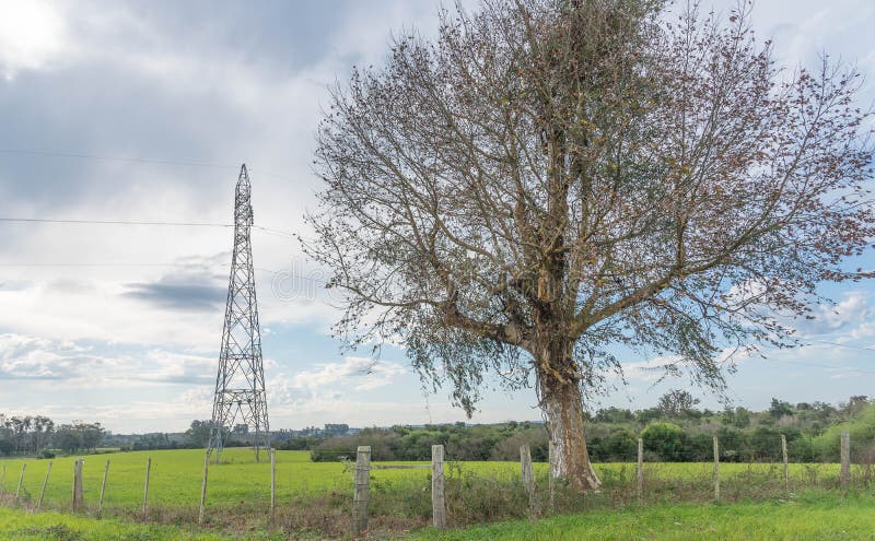The old poplar and the transmission tower stock images The old poplar and the transmission tower stock images