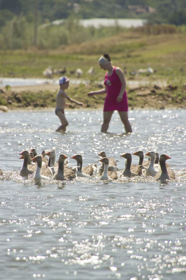 Madre a un hijo en el agua rebano de gansos sobre el soleado.