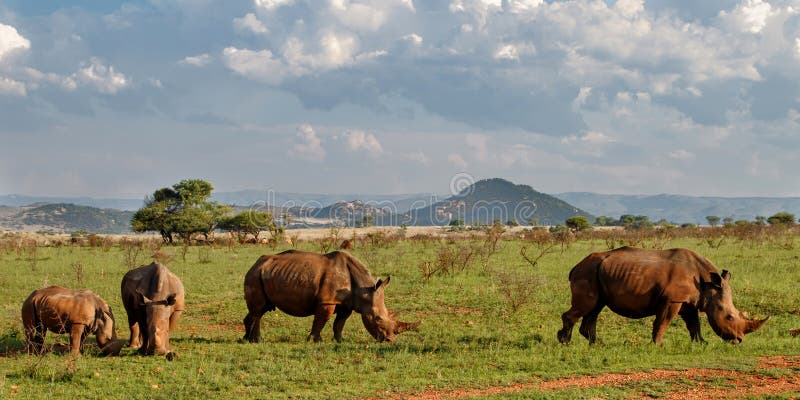 Family of White Rhinoceros eating from the green grass in a Game Reserve