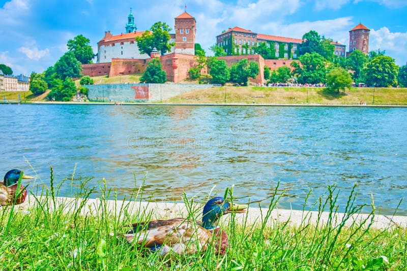 Wild ducks in Krakow, Poland