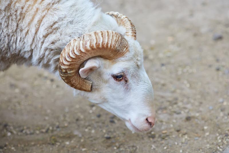 Famoso para seus carneiros de l?s - aries do ammon do Ovis fotografia de stock Famoso para seus carneiros de l?s - aries do ammon do Ovis fotografia de stock