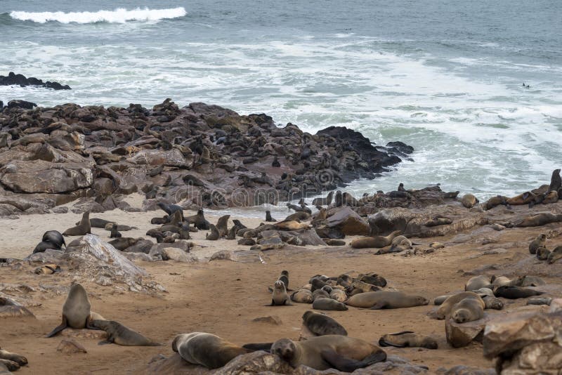Cape Cross seals colony stock photo. Image of animal - 219748704