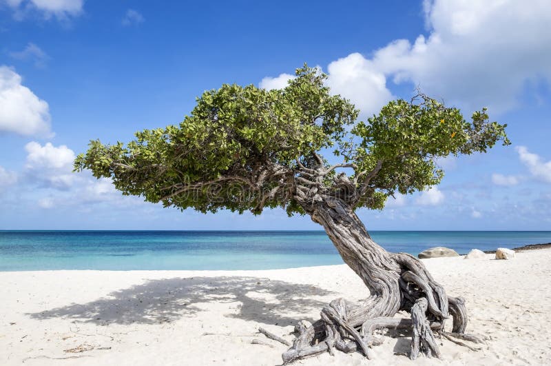 Divi Divi Tree on Eagle Beach Aruba, Caribbean 1