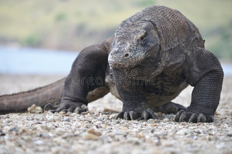 The Famous Komodo Dragon stock photo. Image of reptiles - 39960318