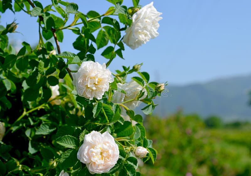 The famous rose fields in the Thracian Valley near Kazanlak