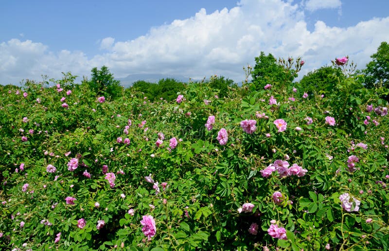 The famous rose fields in the Thracian Valley near Kazanlak