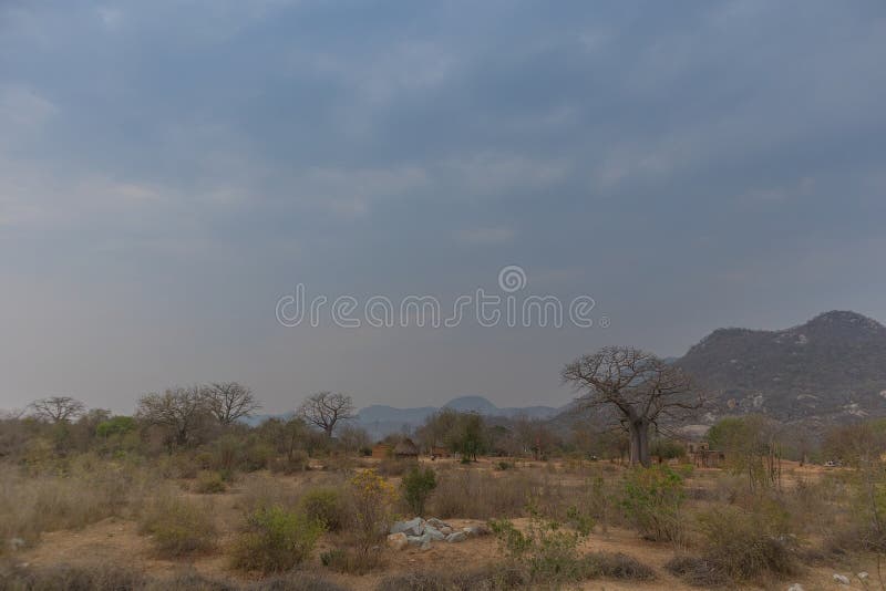 Famous Tree of Africa. Baobab. Angola. with African Village Stock Image