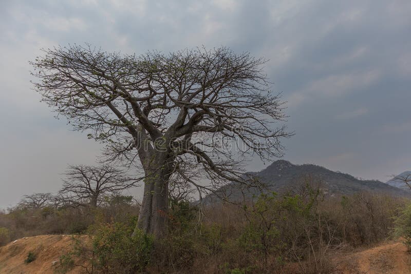 Famous Tree of Africa. Baobab. Angola. with African Village Stock Image