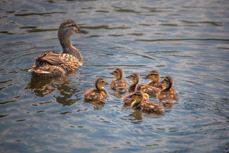 Família bonito do pato que nada junto imagens de stock royalty free Família bonito do pato que nada junto imagens de stock royalty free
