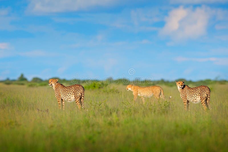 Família da chita na grama, céu azul com nuvens Gato selvagem manchado no habitat da natureza Chita, gato selvagem de passeio Gato foto de stock royalty free Família da chita na grama, céu azul com nuvens Gato selvagem manchado no habitat da natureza Chita, gato selvagem de passeio Gato foto de stock royalty free
