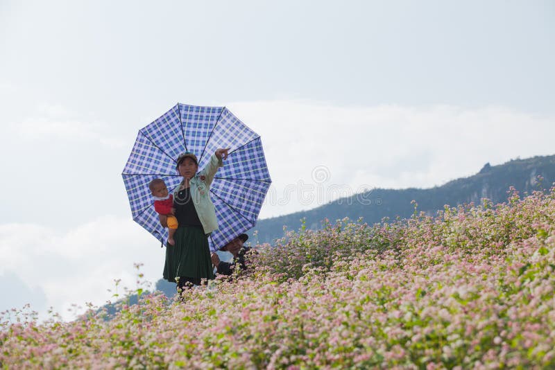 Família da minoria de Hmong do vietnamita que toma um resto na flor roxa fotografia de stock Família da minoria de Hmong do vietnamita que toma um resto na flor roxa fotografia de stock