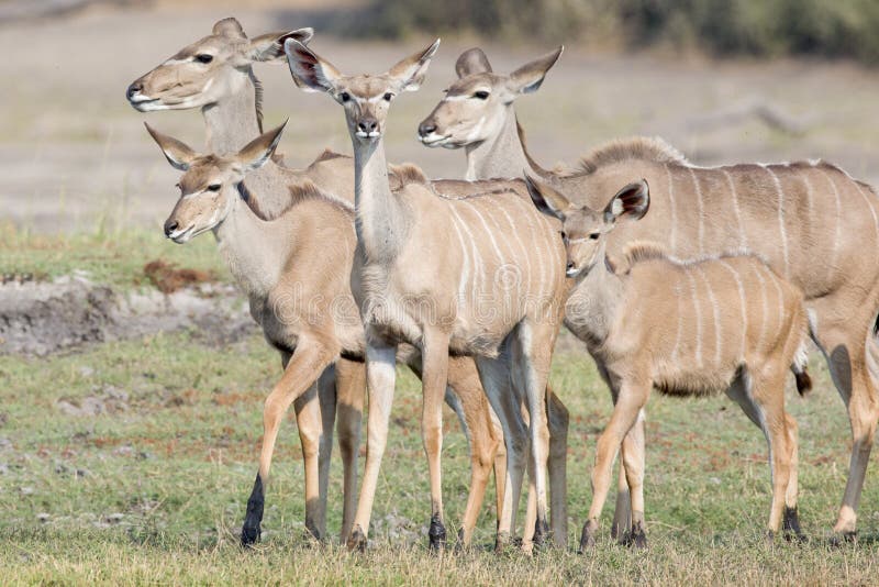 Família de cervos do kudu imagem de stock Família de cervos do kudu imagem de stock