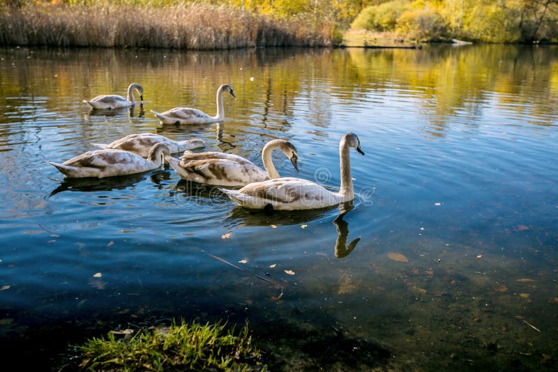 Família de cisnes mudas novas foto de stock
