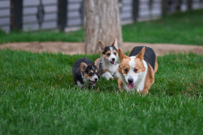 Família de cão do Corgi de Galês que joga no parque na grama verde Pembroke Corgi Puppy Having Fun fora fotografia de stock Família de cão do Corgi de Galês que joga no parque na grama verde Pembroke Corgi Puppy Having Fun fora fotografia de stock