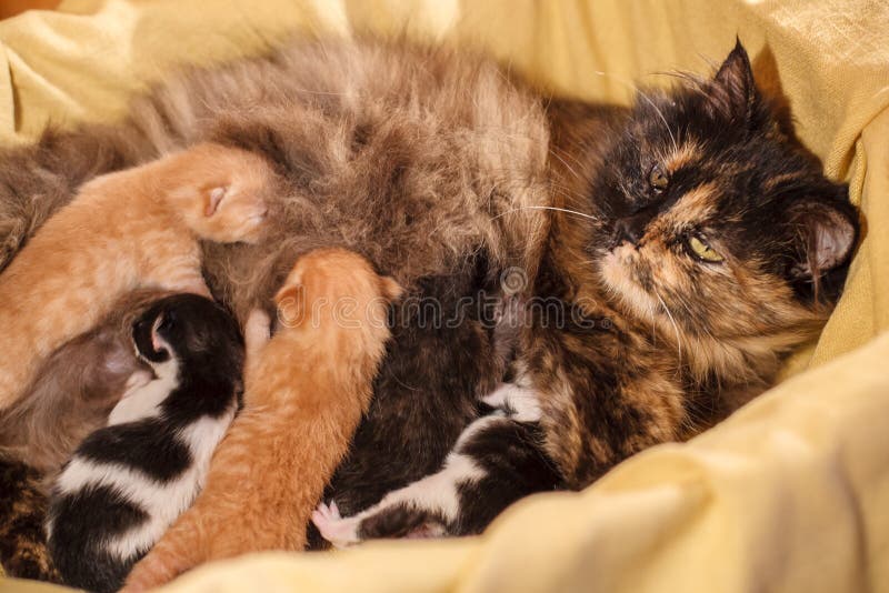 Família de gato doce - apenas gatinhos recém-nascidos com um gato da mãe Gatinhos vermelhos, preto e branco fotografia de stock royalty free Família de gato doce - apenas gatinhos recém-nascidos com um gato da mãe Gatinhos vermelhos, preto e branco fotografia de stock royalty free