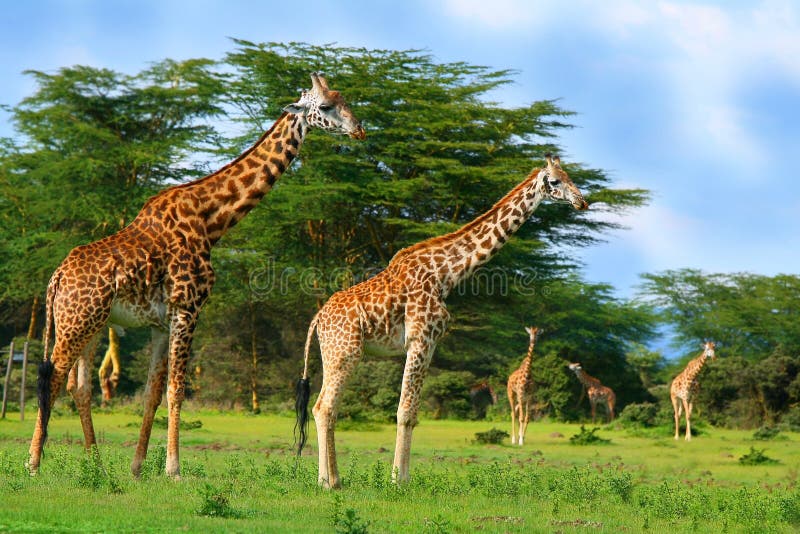 Família de giraffes selvagens