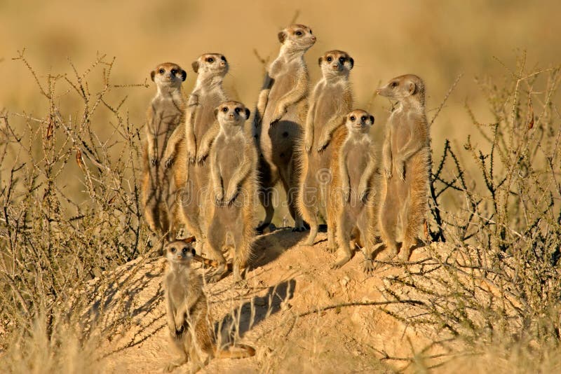 Família de Suricate (meerkat) fotografia de stock Família de Suricate (meerkat) fotografia de stock