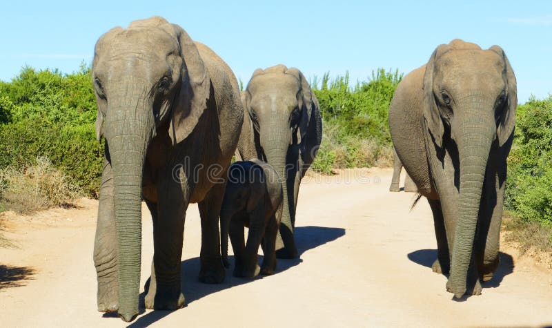 Família do elefante que anda para o carro imagem de stock Família do elefante que anda para o carro imagem de stock