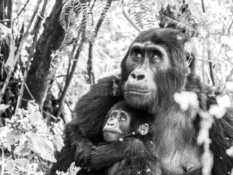 Família do gorila de montanha - bebê com a mãe na floresta, Uganda, África fotografia de stock Família do gorila de montanha - bebê com a mãe na floresta, Uganda, África fotografia de stock
