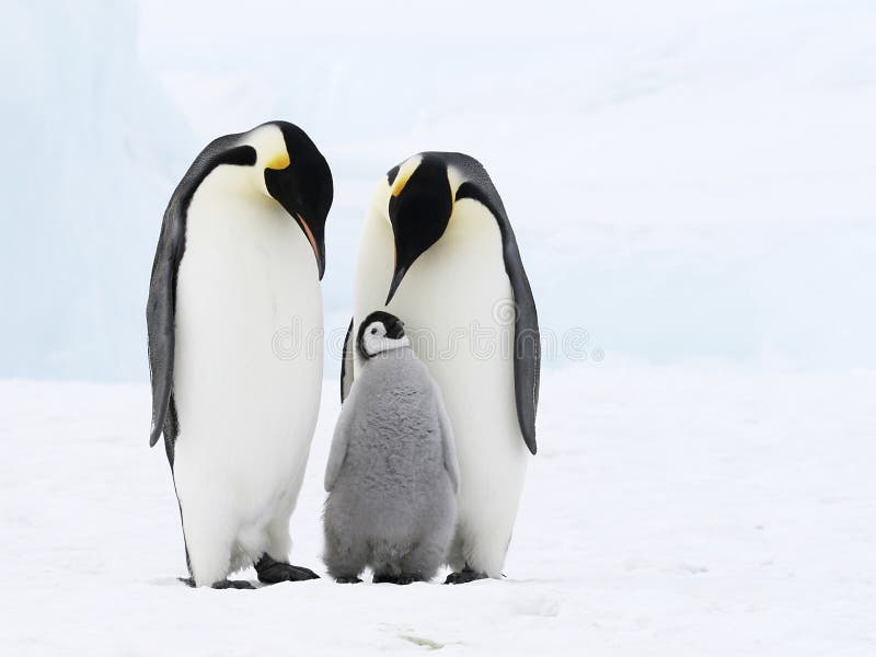 Família do pinguim de imperador